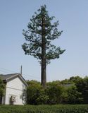 Bionic Telecommunication Tree Tower/Camouflaged Palm Tree Telecommunication Pole