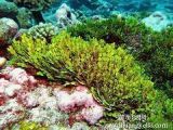 Hot Selling Nature Kelp Extract Fucoxanthin Pure Fucoxanthin Seaweed Extract