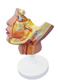 Model of Trigeminal Nerves and Branches-Mh07084