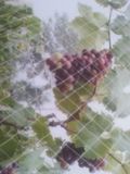 HDPE Brid Netting