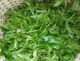 Tea Extract