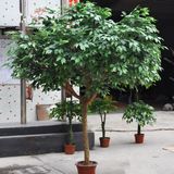 Wholesale Plants Artificial Ficus Bonsai Tree