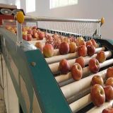 FUJI Apples -Top Red Fresh Apples From South Africa