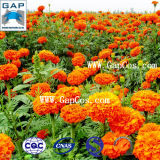 Natural Lutein Marigold Flower Plant Extract