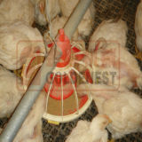 Chicken Equipment for Intensive Poultry Farming (JCJX-176)