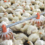 Full Set Poultry Equipment for Broiler Houses