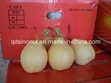 Chinese Ya Pear (32/36/40/44)