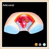 Model of Female Perineum 3D Anatomy Model