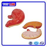 Stomach Model