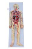 2 Parts Human Circulatory System Model