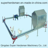Breeder Chain Feeding System/ Poultry