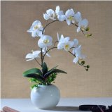 Potted Phalaenopsis Orchids Wholesale