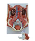 Dual Sex Urinary System Model