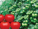 Kaluola Heat Resistant F1 Tomato Seeds