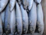 Fresh Land Frozen Mackerel (scomber japonicus)