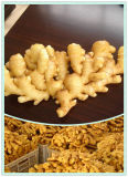2015 New Crop China Dried Ginger/Globalgap Certified Ginger
