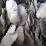 Frozen Oyster Mushroom