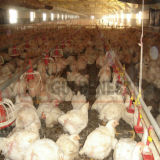 Poultry Farming Equipment for Integrated Livestock Farm (JCJX-17)