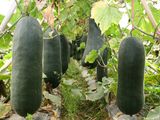 Winter Melon Extract/ Wax Gourd Extract