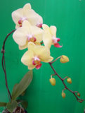 Phalaenopsis(Orchid) (24-005)