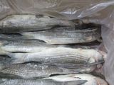 Frozen Sea Fish Grey Mullet with Best Quality