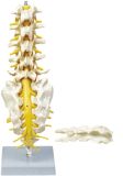 Lumbar Vertebra, Sacrum Bone with Spinal Nerves