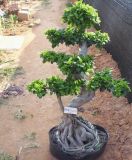 Aerial Roots Ficus (HBH-R03)