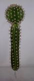 Artificial Cactus