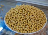 High- Protein Soybean for Milk/ IP Soybean/ Yellow Soya Beans