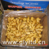 Carton Packing Fresh Ginger China Origin
