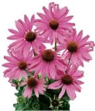 Echinacea Purpurea Herb & Echinacea Purpurea powder