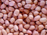 Peanut Kernels (SY001)