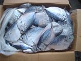 Frozen Whole Round Moonfish Fish