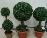 Boxwood Topiary