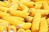 Corn Gluten Meal Price for Livestocks