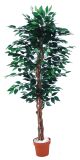 Best Selling Artificial Plants of Ficus Tree Gu-301-756-5'