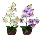 9-Head Mini Orchid Bonsai Forindoor Decoration in Wholesale in Yiwu