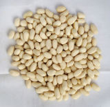 2014 New Crop Blanched Peanut with Lowest Price