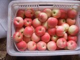 Small Size Gala Apple