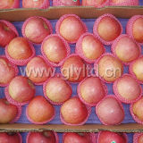 2014 New Crop with Good Quality Qinguan Apple