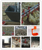 High Quality Automatic Poultry Farm Equipment for Broiler