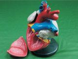 Heart Model