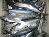 Frozen Mackerel Fish, Pacific Mackerel, Atlantic Mackerel