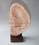 Acupuncture Ear Model (JM-352)