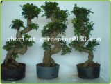 S Shaped Ficus Ginseng Microcarpa Mini Potted Bonsai Tree Indoor Plants Taiwan Ficus Banyan Fig Indian Laurel Fig