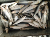 Fresh Seafood Frozen Sardine Fish