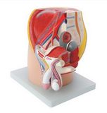 Male Pelvic Sagittal Model