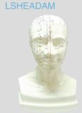 Head Acupuncture Model