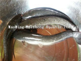 Frozen Cafish (Clarias fuscus) W/R 500-1000