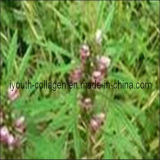 Natural Motherwort Herb Powder